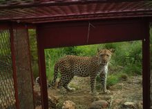 Leopard at Nkomazi Game Reserve