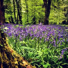 Bluebells At Penllergare