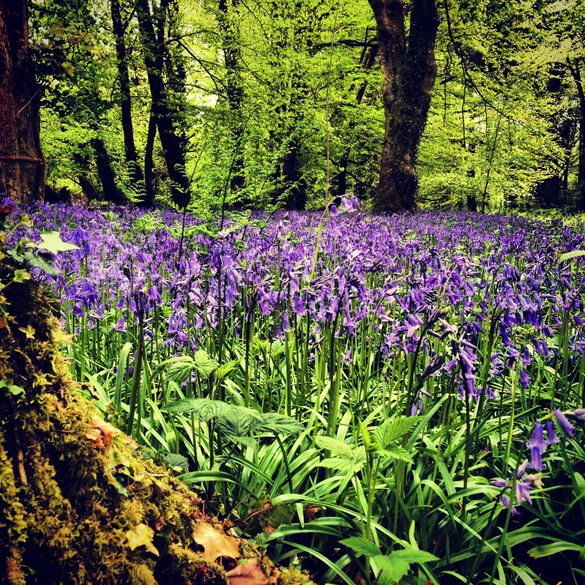 Bluebells At Penllergare