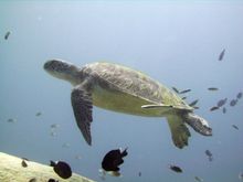 Sea turtles swim close to Tenggol Island, Tanjong Jara Resort