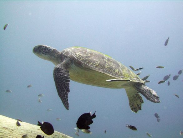 Sea turtles swim close to Tenggol Island, Tanjong Jara Resort