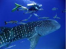 Diving and swimming with whale sharks near Tenggol Island, Tanjong Jara Resort