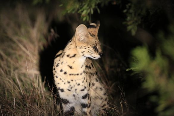 Serval PR3