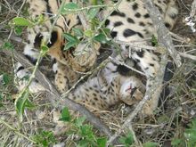 Serval PR3