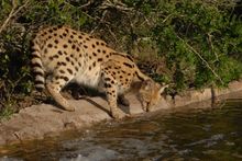 Serval PR3