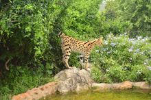 Serval PR3
