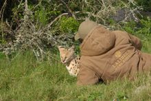 Serval PR3