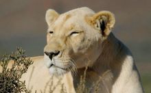 White Lion
