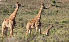 Giraffe