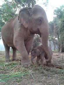 Nong Sam 