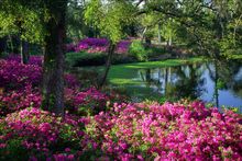 Azaleas at Airlie Gardens