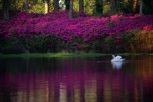 Springtime at Airlie Gardens 