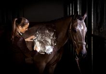 CPA - Ultimate Horse Check-in, massage 