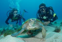 Fernando do Noronha Diving