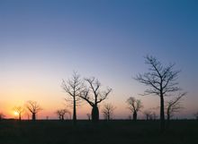 Kimberley boabs