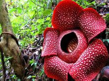 Rafflesia arnoldii