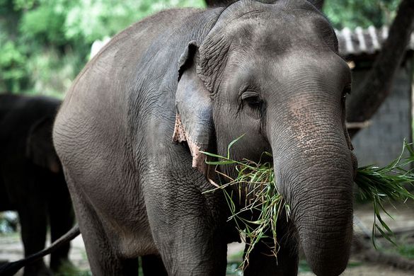 Thai Elephant Conservation Centre, Lampang