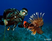 Lionfish Hunter
