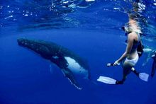 Humpback whale in-water interaction in Coral Bay, Western Australia