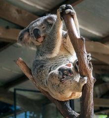Monte Carlo is the sweetest koala joey at Rainforestation Nature Park.