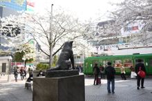 Hachiko, Shibuya
