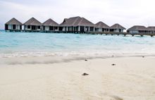 Green Sea Turtles at Velassaru, Maldives