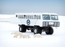 Polar bears outside a Tundra Buggy in Churchill, Manitoba