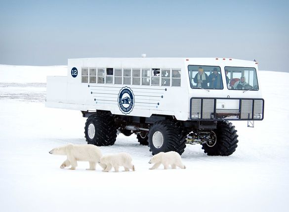 Polar bears outside a Tundra Buggy in Churchill, Manitoba