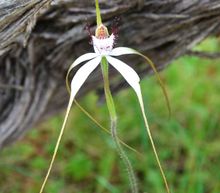 Spider Orchid