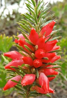 Blooming Bush