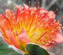 Murchison Rose
