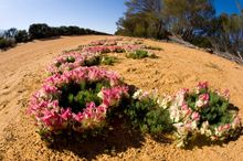Wreath Flowers