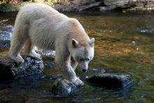 The rare white spirit bear, denizen of Canada's Great Bear Rainforest.
