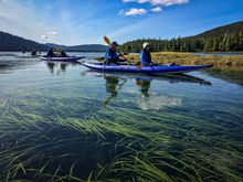 Exploring the kelp forest and the rich marine world of the Pacific Northwest.