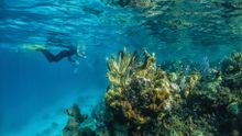 Home to the Blue Hole and Half Moon Wall, lighthouse reef atoll on Belize is a great contrast to the jungles and the Mayan ruins that feature on this new trip.
