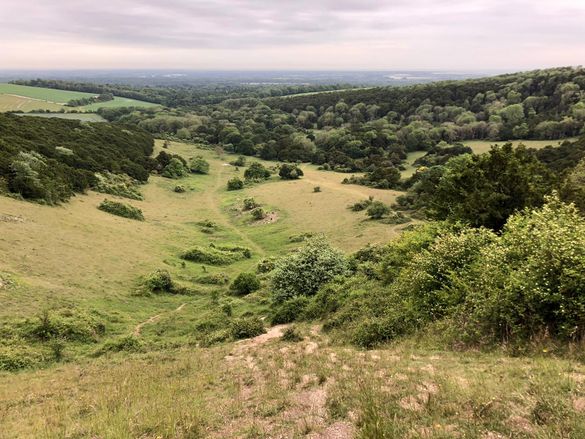 Kingley Vale Nature Reserve Kingley Vale Nature Reserve
