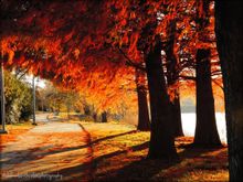 Clarksville's RiverWalk glows with Fall color.