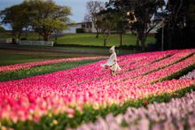 Table Cape Tulip Farm Tasmania