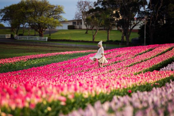 Table Cape Tulip Farm Tasmania