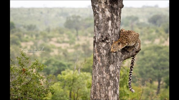 Leopard sighting in South Africa's Kruger National Park Leopard sighting in South Africa's Kruger National Park