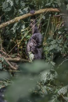 Gorilla Trekking, Bwindi Impenetrable National Park, Uganda