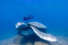 Whitsunday Public Artwork Project Tourism Whitsundays