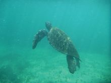 Swimming giant tortoise, Galapagos pacific ocean