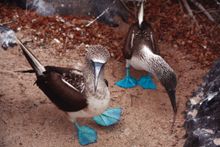 A pair of blue footed boobies looking to nest in the Galapagos Islands