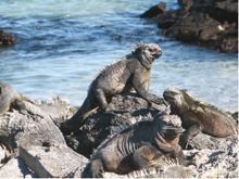 Marine iguanas are found throughout all the Galapagos Islands