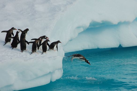 Penguins in Antarctica