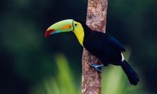Toucan