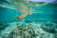 Spot turtles on the Great Barrier Reef with Ocean Safari at Cape Tribulation.