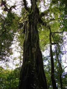 COSTA RICA: Cloud-forest, Monteverde