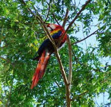 COSTA RICA: Scarlet Macaw, Osa Peninsula